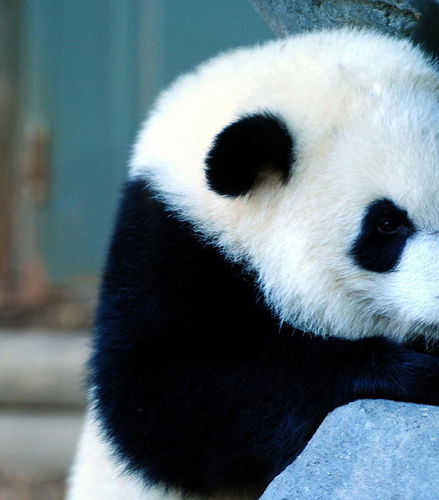 Foto de Excursión privada de día completo a la ciudad natal del panda y la montaña taoísta