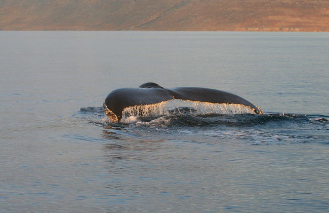 Avistamiento de ballenas en Isafjordur - Foto 4