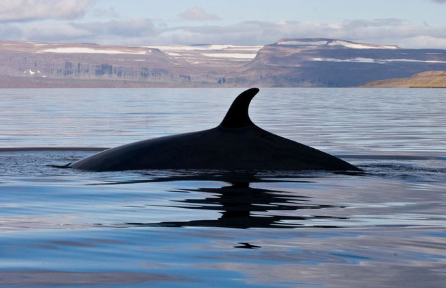 Avistamiento de ballenas en Isafjordur - Foto 2