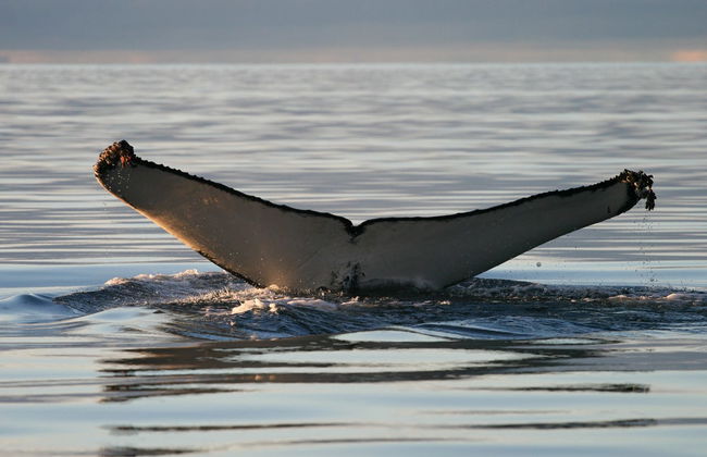 Avistamiento de ballenas en Isafjordur - Foto 3