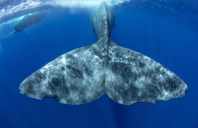 Isafjordur Fjord Whale Watching - Foto 7