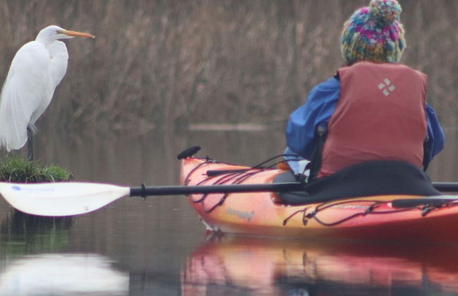 Tour en kayak por el río Valdivia - Foto 8