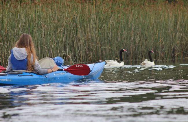 Tour en kayak por el río Valdivia - Foto 5