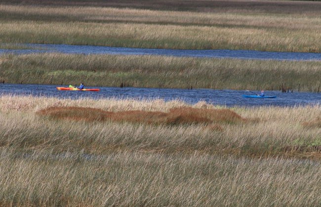 Tour en kayak por el río Valdivia - Foto 4