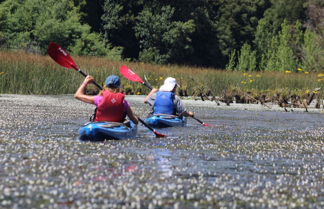 Tour en kayak por el río Valdivia - Foto 2