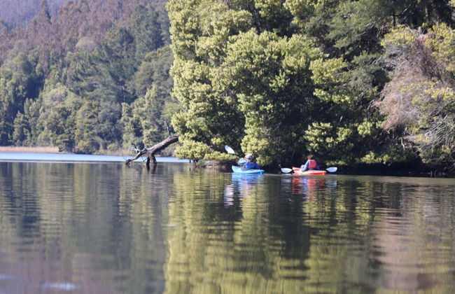 Tour en kayak por el río Valdivia - Foto 7