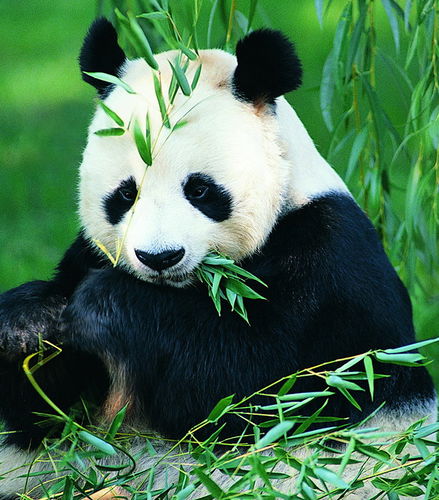 Foto de Excursión privada de un día completo a Chengdu: Lo más destacado de la experiencia con pandas