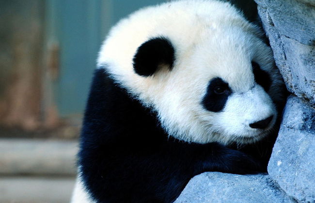 Full Day Chengdu Highlights of Panda Experience - Private - Photo 3