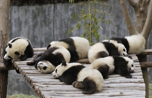 Full Day Chengdu Highlights of Panda Experience - Private - Photo 2