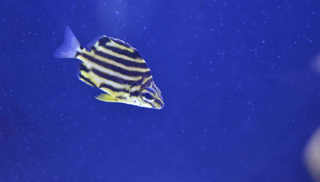 Busan Aquarium Tickets - Photo 3