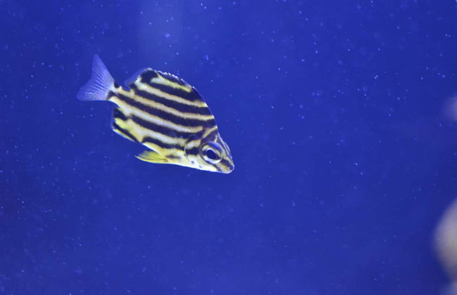 Busan Aquarium Tickets - Foto 3