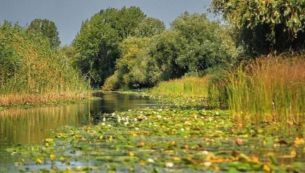 Explorer le delta du Danube en bateau - Excursion d'une journée - Photo 2