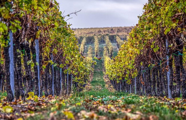 Discover the wine producers of Emilia Romagna - Foto 11