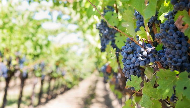 Découvrez les producteurs de vin d'Émilie-Romagne - Photo 3