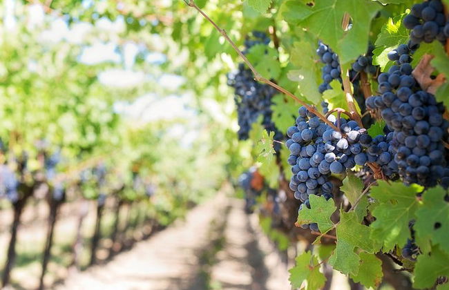 Discover the wine producers of Emilia Romagna - Foto 3