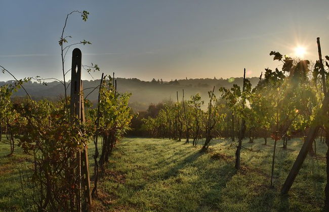 Discover the wine producers of Emilia Romagna - Foto 8