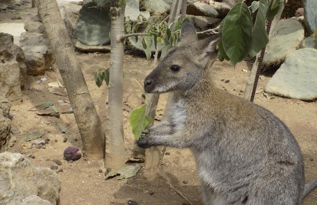 Billet d'entrée au Zoo de Lagos - Photo 1
