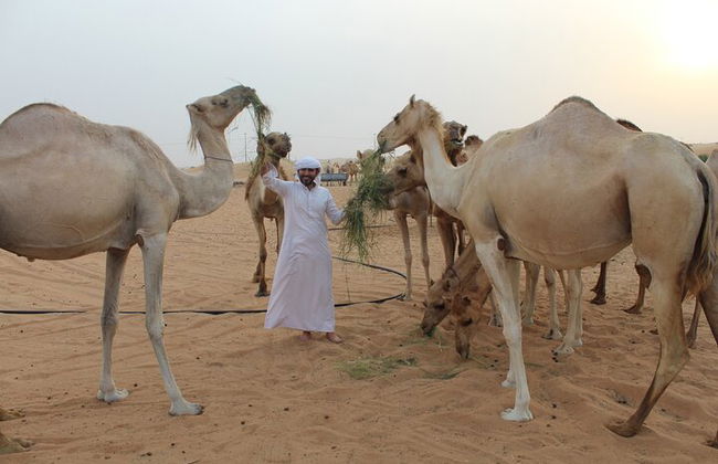 Safari matinal privado no deserto saindo de Dubai - Foto 7