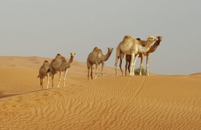 Safari matinal privado no deserto saindo de Dubai - Foto 2