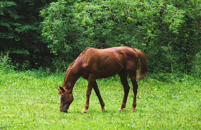 Paseo a caballo por las haciendas de Bonito - Foto 11