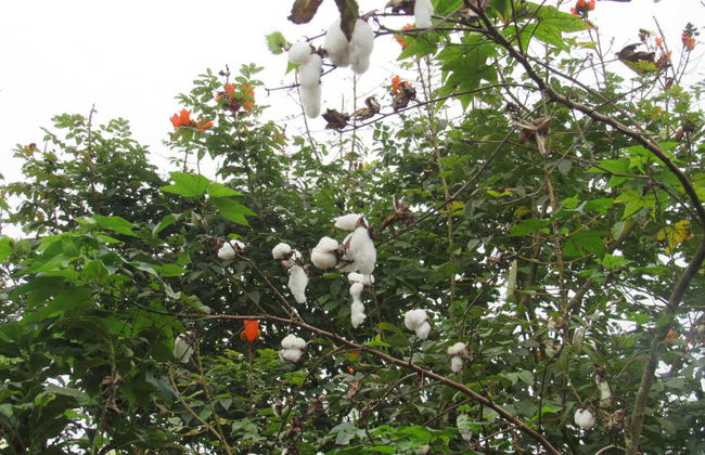 Excursión a la provincia de Santo Domingo de los Tsáchilas - Foto 2