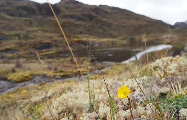 Cajas National Park Hiking Activity - Foto 3