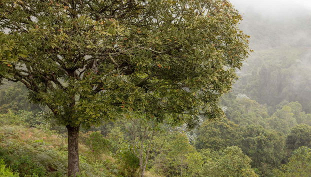 Escursione ai Farallones de Cali e al Topacio - Foto 3