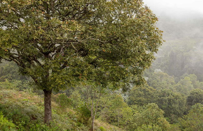 Escursione ai Farallones de Cali e al Topacio - Foto 3