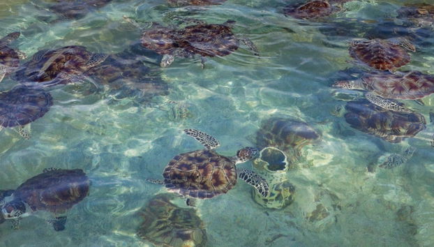 West Bay Trip - Foto 4