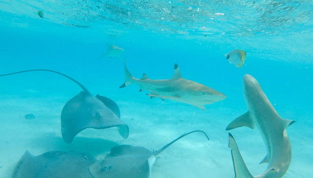 Croisière à Bora Bora en pirogue polynésienne - Photo 3