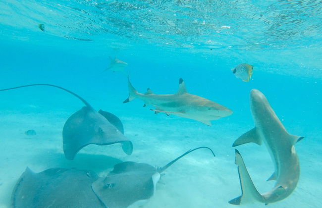 Croisière à Bora Bora en pirogue polynésienne - Photo 3
