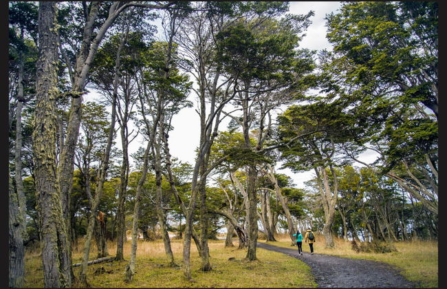 Excursión al Fuerte Bulnes - Foto 5