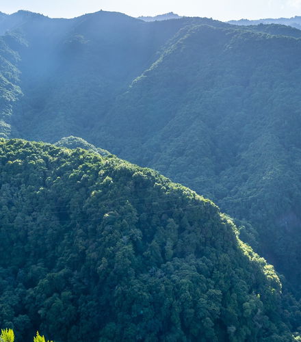 Foto de Senderismo por el Bosque Encantado del Cubo de la Galga