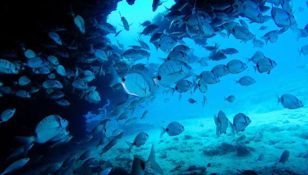 Snorkel en Caleta de Fuste - Foto 5