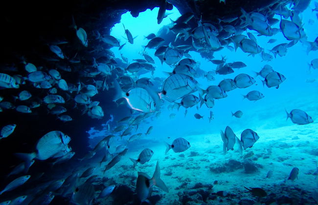 Caleta de Fuste Snorkelling Activity - Photo 5