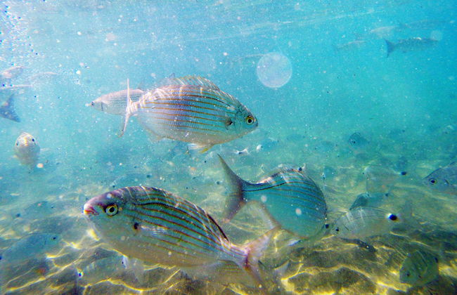 Caleta de Fuste Snorkelling Activity - Photo 7