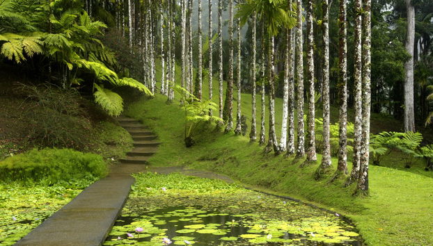 Transporte al Jardín Botánico de Balata - Foto 5
