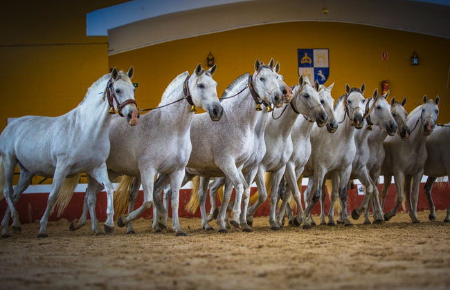 Visita a la yeguada de la Cartuja Hierro del Bocado - Foto 5