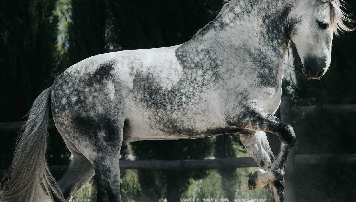 Visite du ranch de la Cartuja Hierro del Bocado