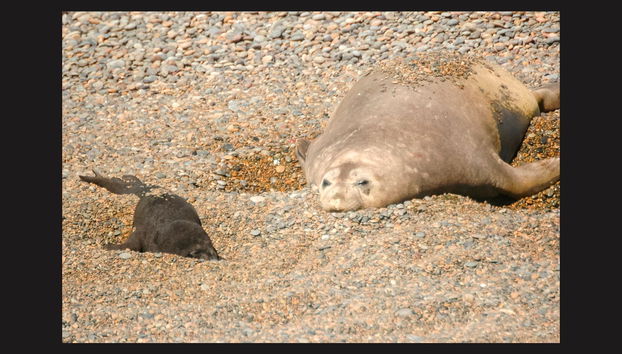 Excursion au nord de la péninsule Valdés - Photo 2