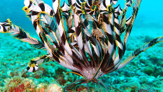 Puerto Galera Beaches Cruise - Foto 2