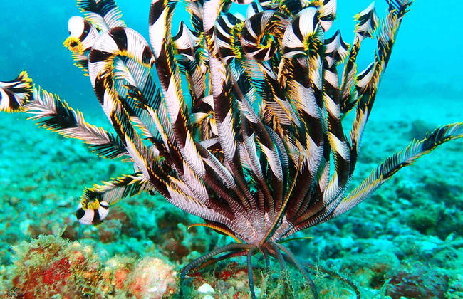 Puerto Galera Beaches Cruise - Foto 2