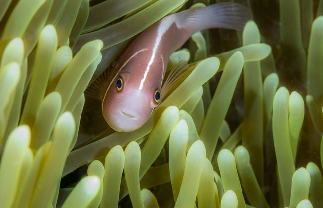 Puerto Galera Beaches Cruise - Foto 7