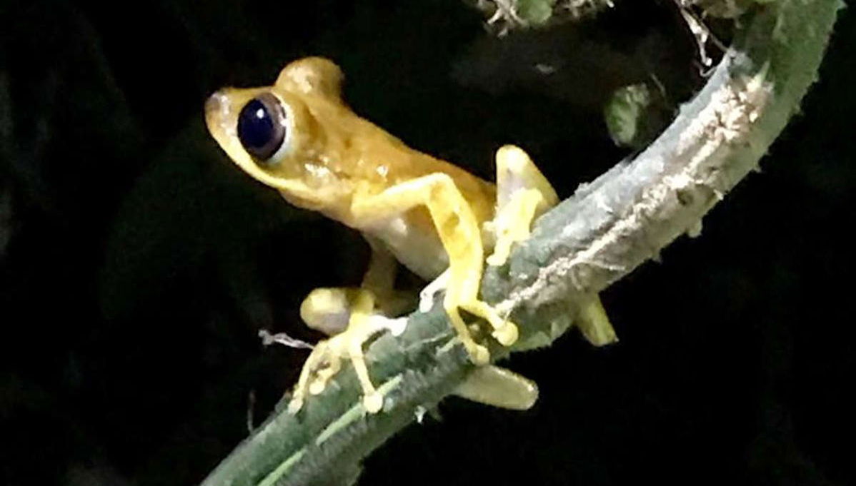 Night in the Amazon Jungle - Photo 1