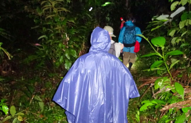 Nuit dans la forêt amazonienne - Photo 2
