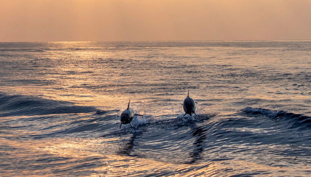 Dolphin Watching in Huraa - Foto 2