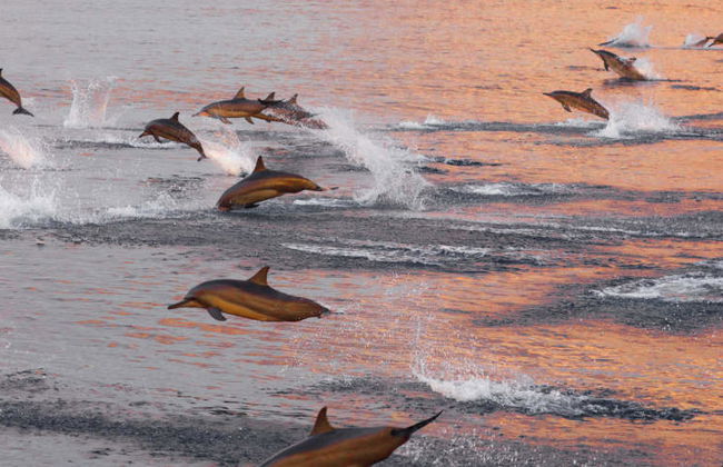 Avistamiento de delfines en Huraa - Foto 4