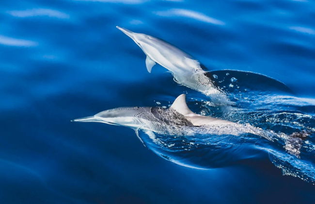 Avistamiento de delfines en Huraa - Foto 3