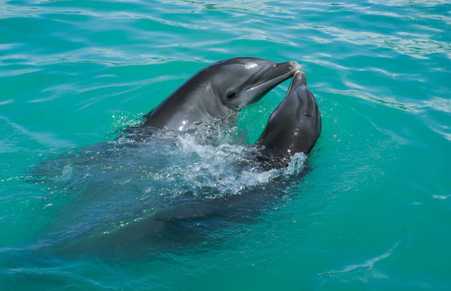 Avistamiento de delfines en Huraa - Foto 1