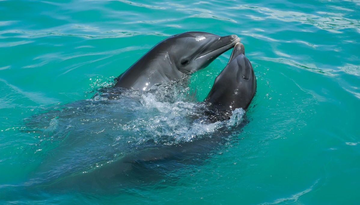 Dolphin Watching in Huraa - Foto 1